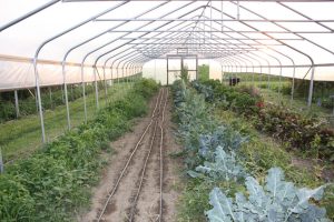 Growing greens in high tunnels